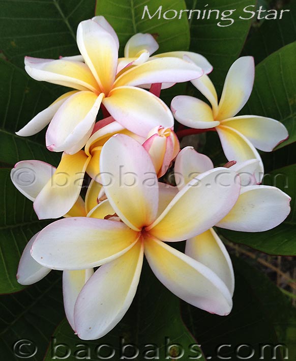 Plumeria rubra MORNING STAR