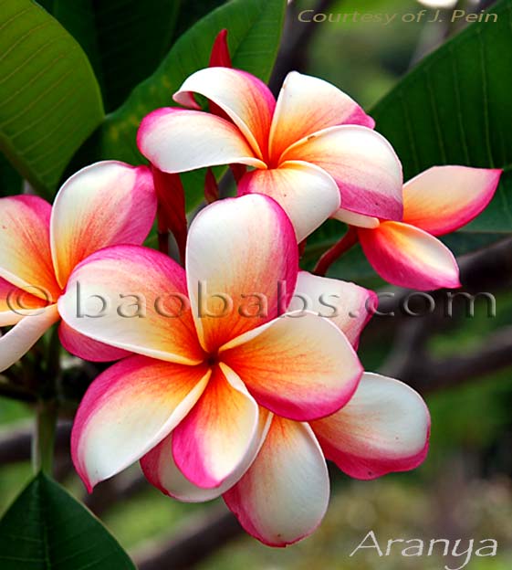 Plumeria rubra ARANYA