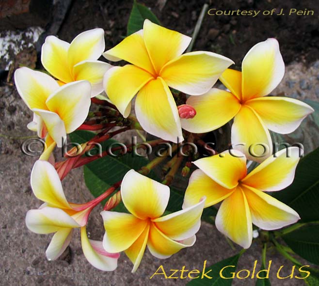 Plumeria rubra AZTEC GOLD