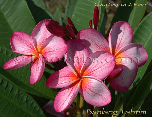 Plumeria rubra BANLANG TABTIM