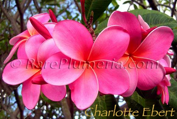 Plumeria rubra CHARLOTTE EBERT