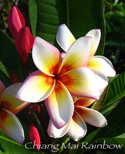 Plumeria rubra CHIANG MAI RAINBOW