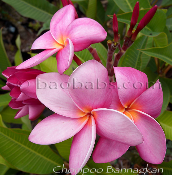 Plumeria rubra CHOMPOO BANNAKAN