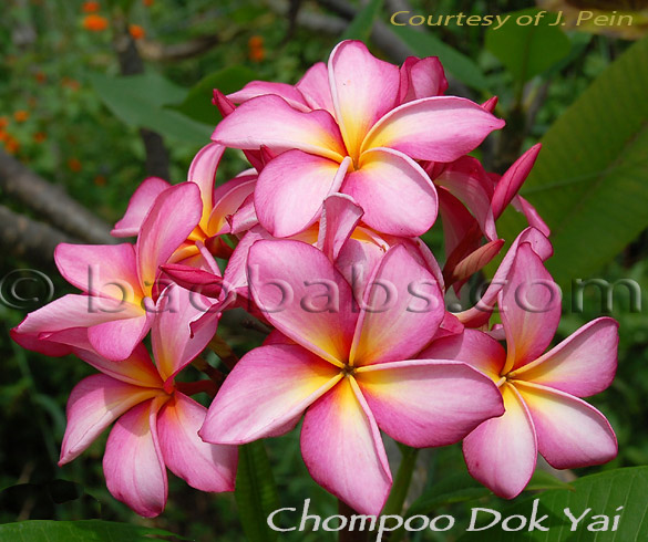 Plumeria rubra CHOMPOO DOK YAI