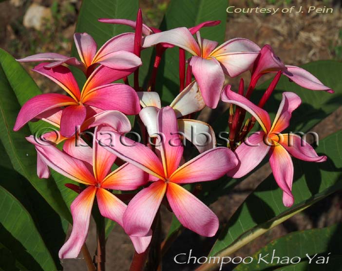 Plumeria rubra CHOMPOO KHAO YAI