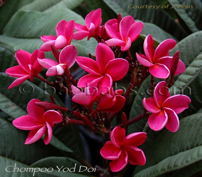 Plumeria rubra CHOMPOO YOD DOI