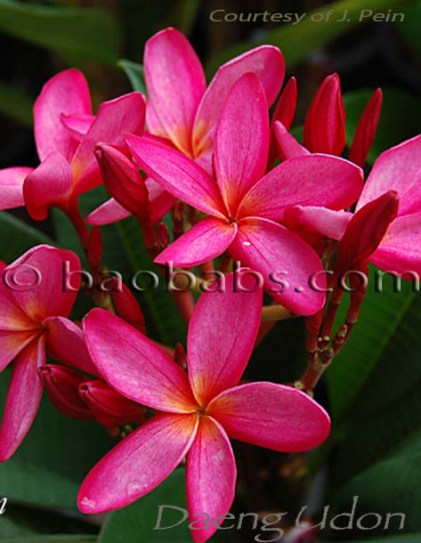 Plumeria rubra DAENG UDON