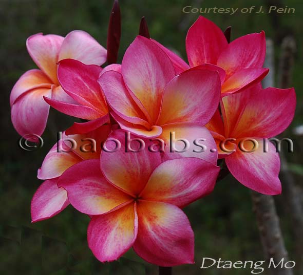 Plumeria rubra DTAENG MO