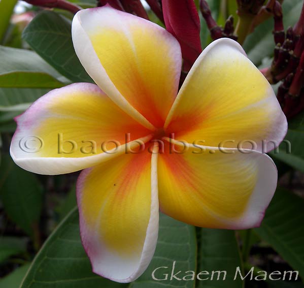 Plumeria rubra GKAEM MAEM