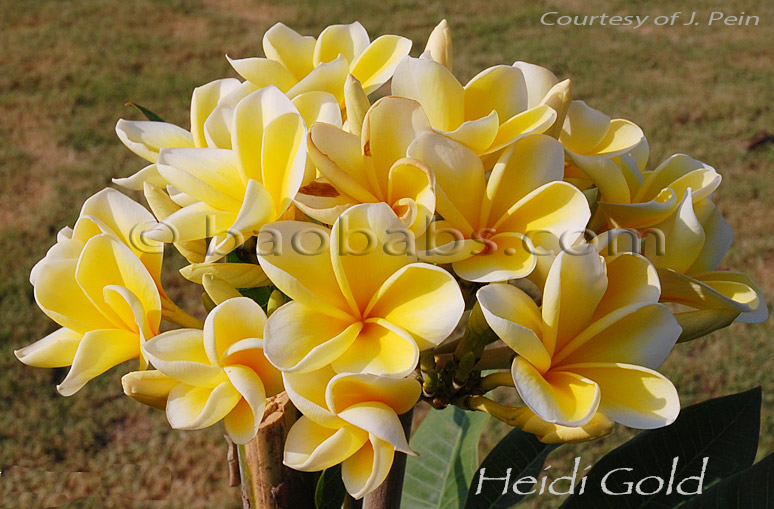 Plumeria rubra HEIDI GOLD