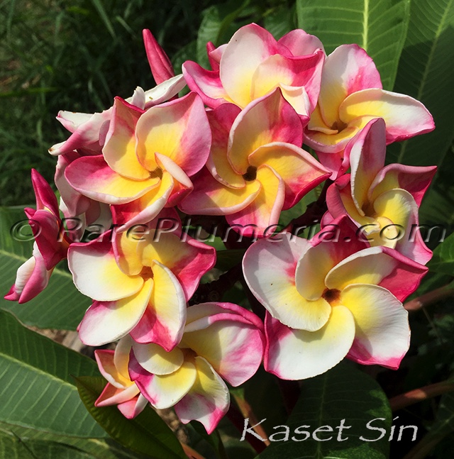 Plumeria rubra KASET SIN