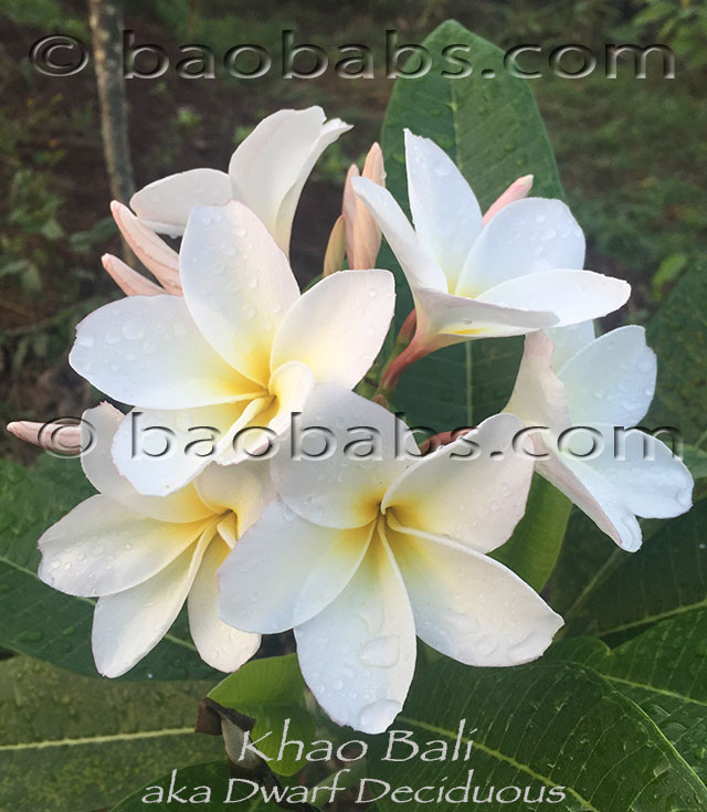 Plumeria rubra KHAO BALI