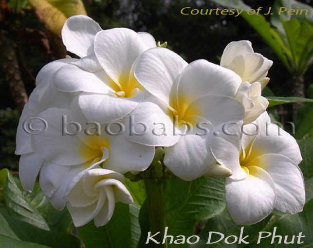 Plumeria rubra KHAO DOK PHUT