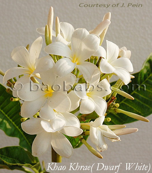 Plumeria rubra KHAO KHRAE