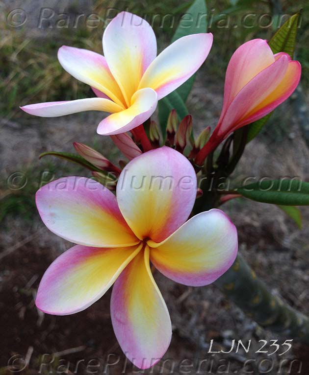 Plumeria rubra LJN235