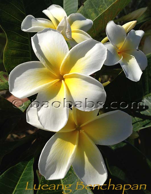 Plumeria rubra LUEANG BENCHAPAN