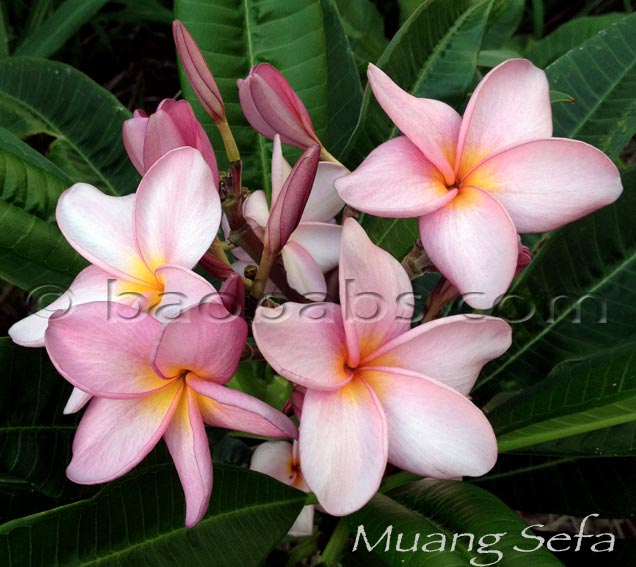 Plumeria rubra MUANG SEFA