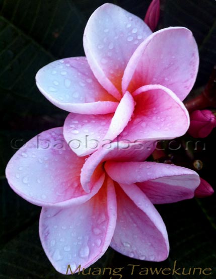 Plumeria rubra MUANG TAWEKUNE