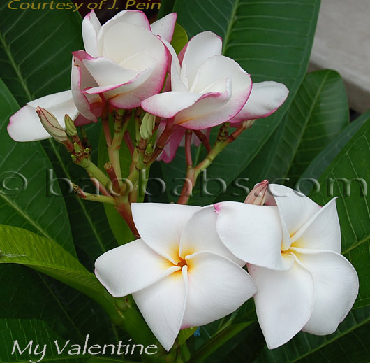 Plumeria rubra MY VALENTINE