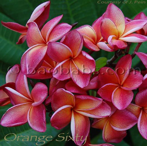 Plumeria rubra ORANGE SIXTY