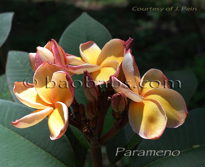 Plumeria rubra PARAMENO