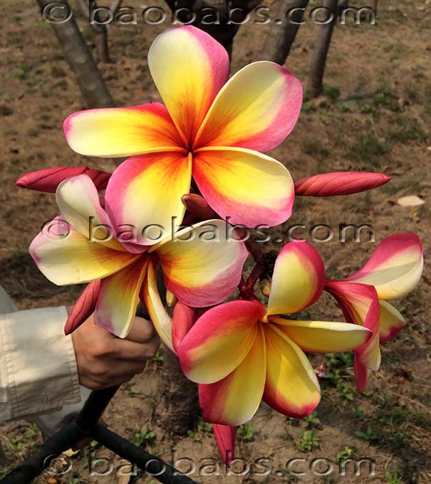 Plumeria rubra PHET PHAYARAE