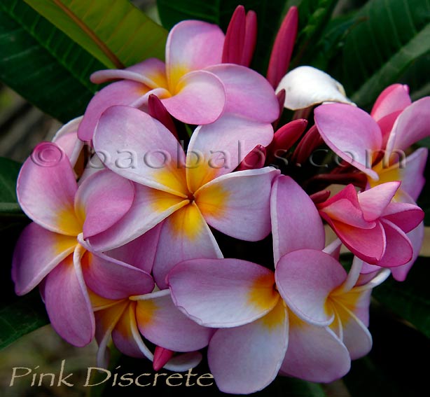 Plumeria rubra PINK DISCRETE