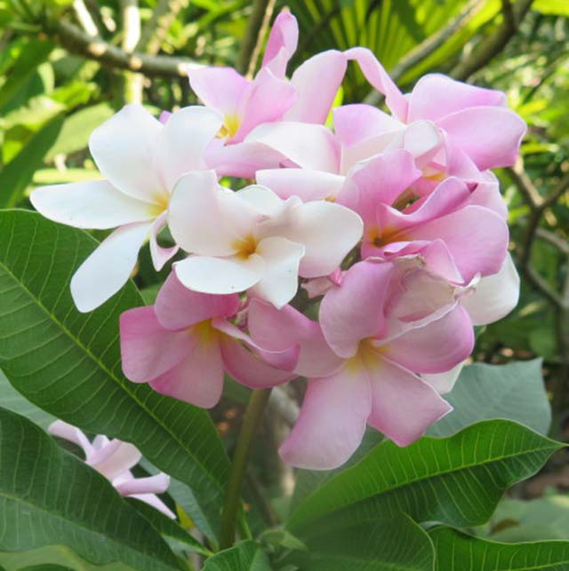 Plumeria PINK PUDICA Plumeria PINK PUDICA