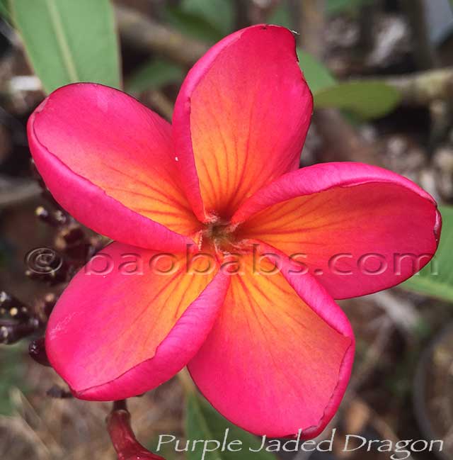 Plumeria rubra PURPLE JADE DRAGON