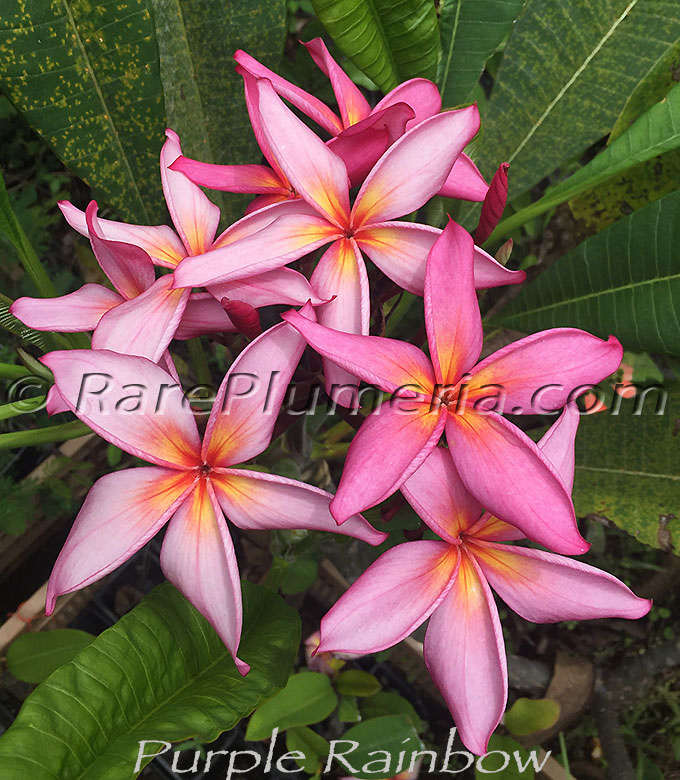 Plumeria rubra PURPLE RAINBOW