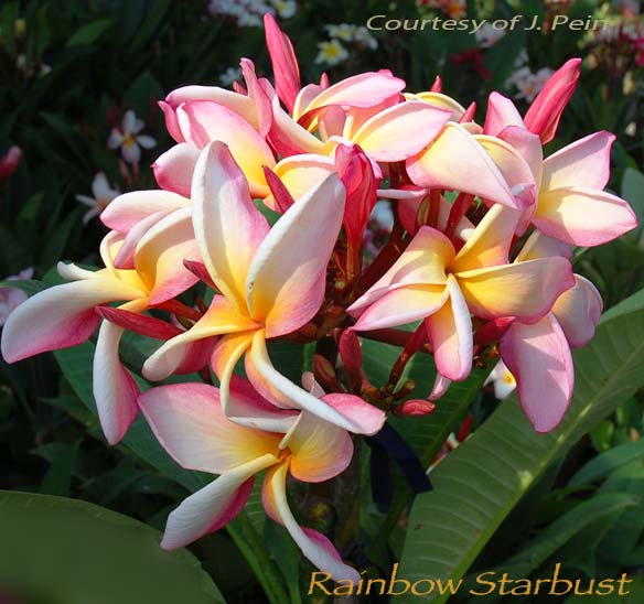 Plumeria rubra RAINBOW STARBURST