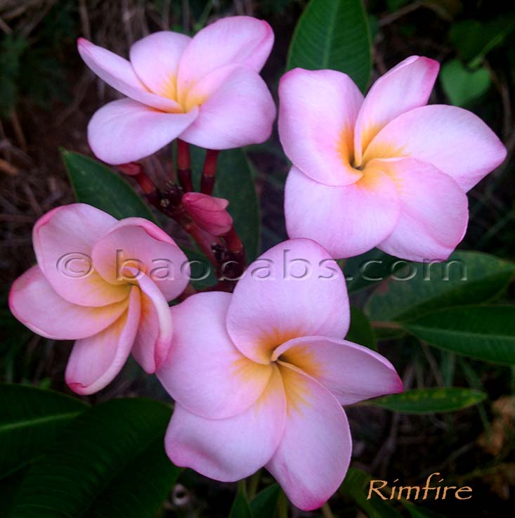 Plumeria rubra RIMFIRE