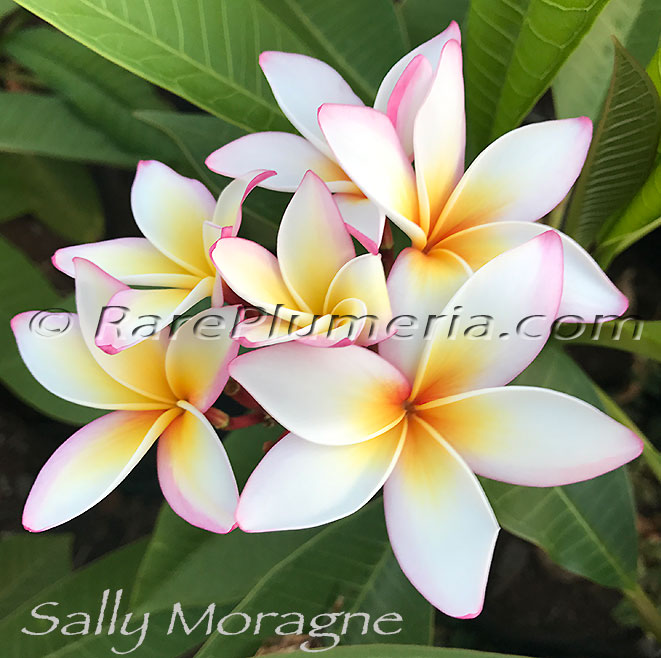 Plumeria rubra SALLY MORAGNE