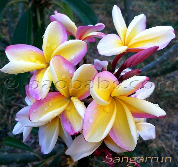 Plumeria rubra SANGARRUN