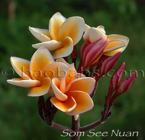 Plumeria rubra SOM SEE NUAN