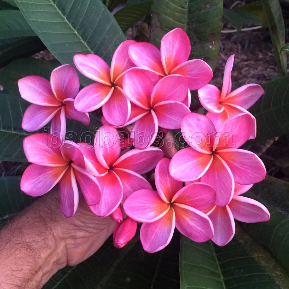 Plumeria rubra STAR RUBY