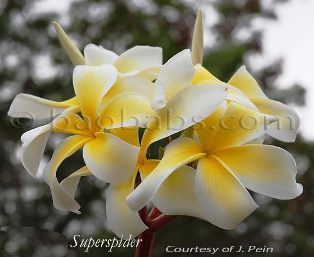 Plumeria rubra SUPERSPIDER