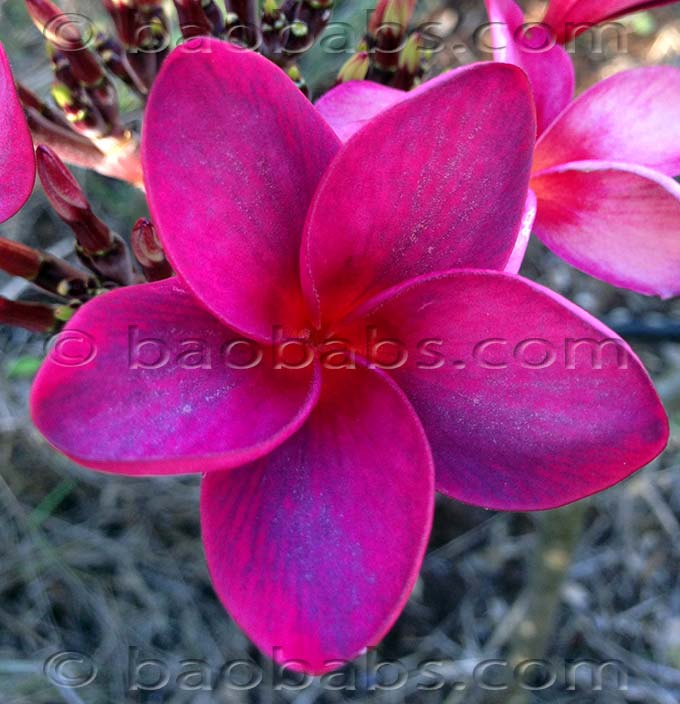 Plumeria rubra THAI SILK LUCITE 