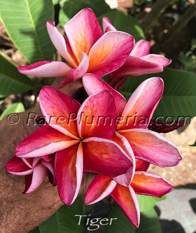 Plumeria rubra TIGER