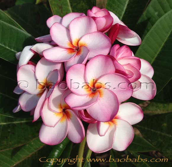 Plumeria rubra TORNADO