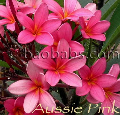 Plumeria rubra AUSSIE PINK