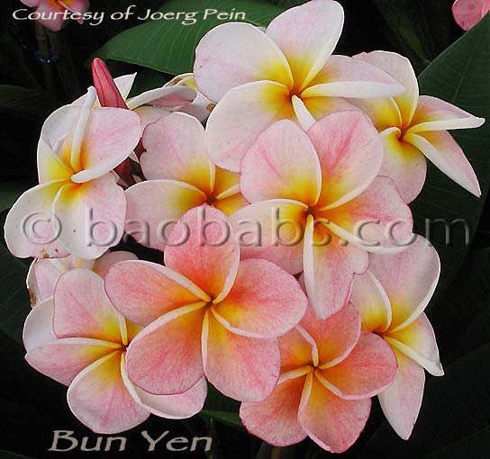 Plumeria rubra BUN YEN