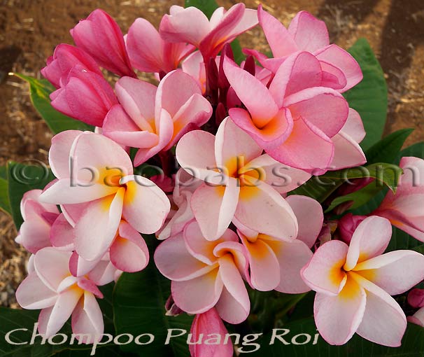 Plumeria rubra CHOMPOO PUANG ROI