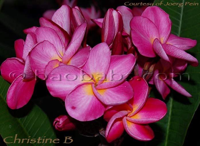 Plumeria rubra CHRISTINE B