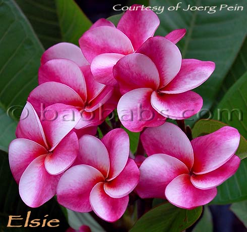 Plumeria rubra ELSIE