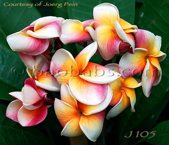 Plumeria rubra J105