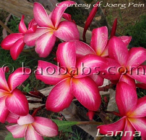 Plumeria rubra LANNA