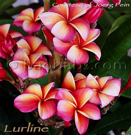 Plumeria rubra LURLINE