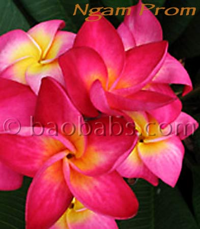 Plumeria rubra NGAM PROM