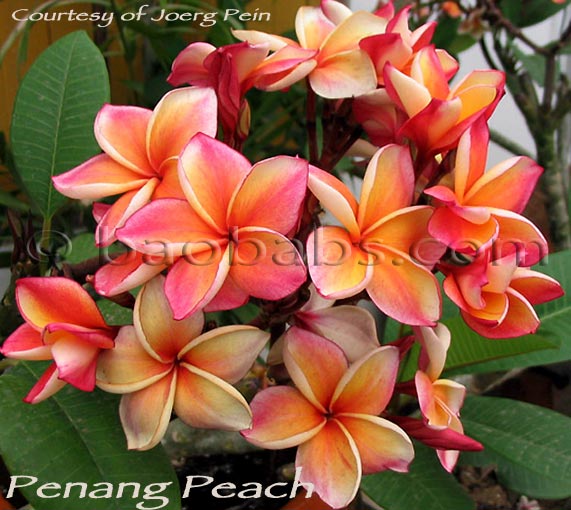 Plumeria rubra PENANG PEACH